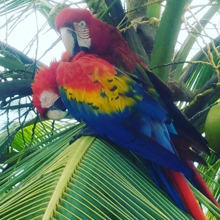 Dolphin Bay Hideaway Bed & Breakfast Bocas Town Luaran gambar