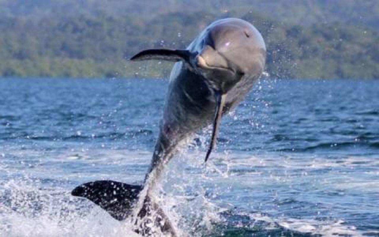 Dolphin Bay Hideaway Bed & Breakfast Bocas Town Luaran gambar