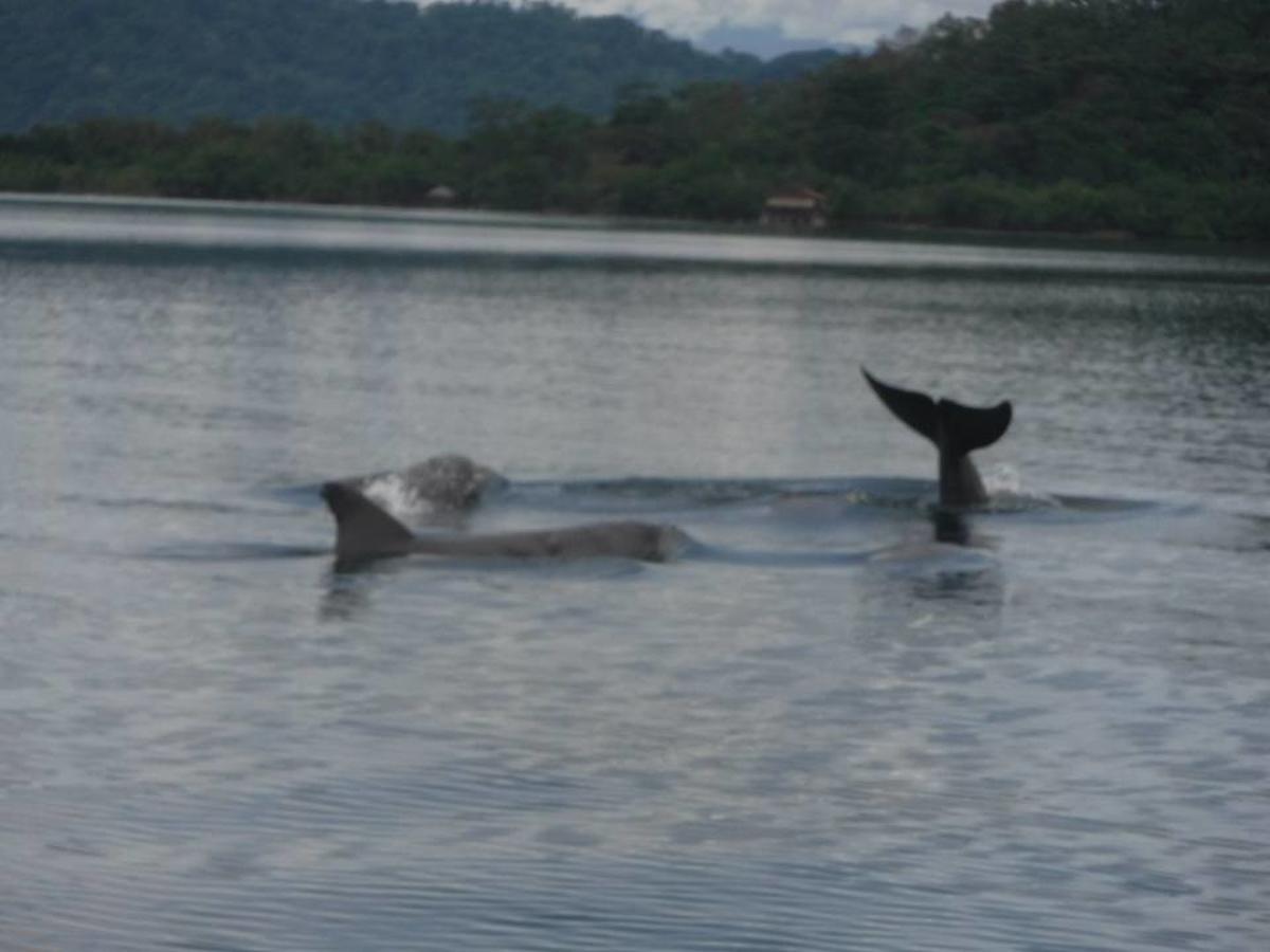 Dolphin Bay Hideaway Bed & Breakfast Bocas Town Luaran gambar