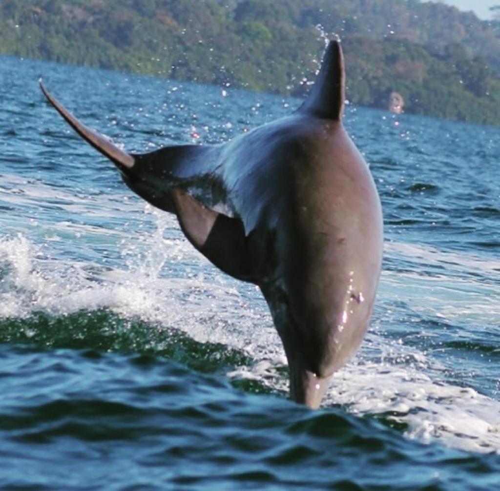 Dolphin Bay Hideaway Bed & Breakfast Bocas Town Luaran gambar